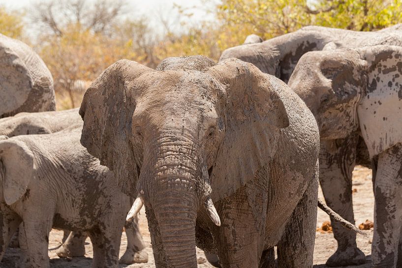 Groep olifanten close up in Namibië van Simone Janssen