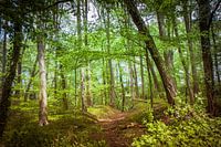 Path through the forest