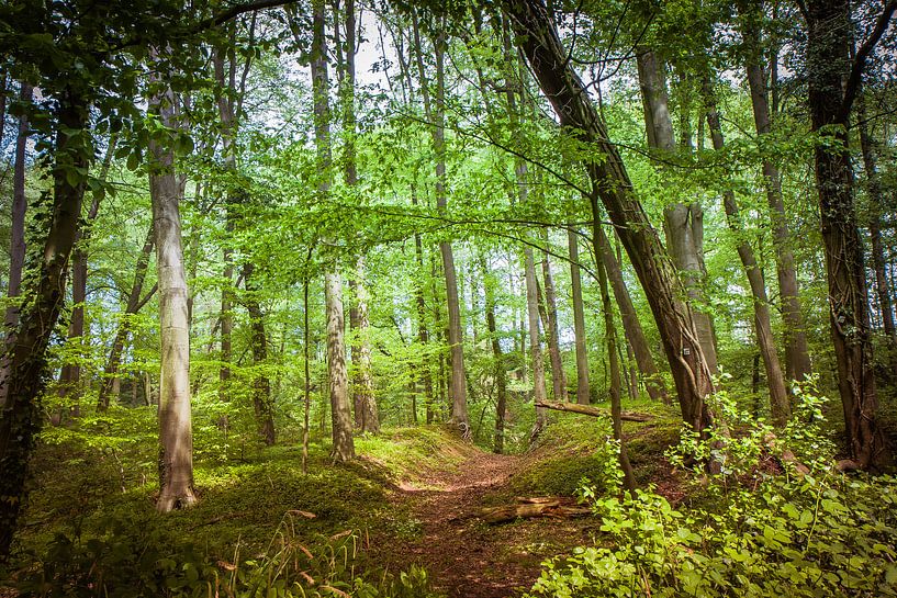 Path through the forest by Wim van D