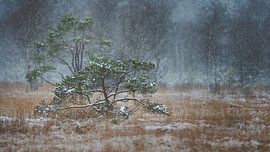 Single tree in snow covered moor landscape in Bavaria by Robert Ruidl