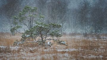 Alleenstaande boom in besneeuwd heidelandschap in Beieren van Robert Ruidl