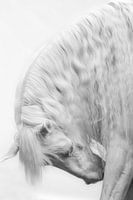 Fine Art portret buiging wit paard zwart-wit