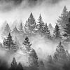 Foggy Forest black and white Photography Prints - Woodland Nature Fine Art by Daniel Forster