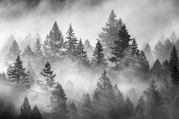 Nebliger Wald schwarz und weiß Fotografie Prints - Woodland Nature Fine Art