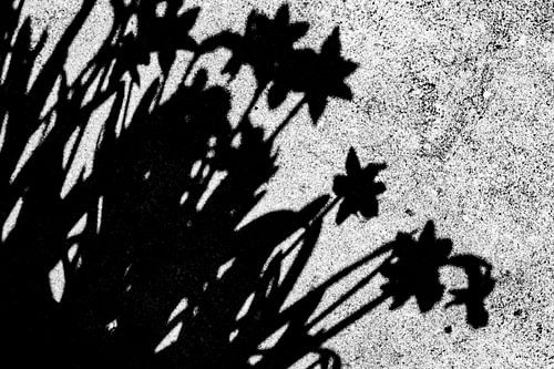 Where silences are born