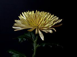 Chrysanthème
