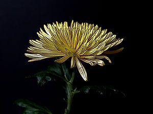 Chrysantheme