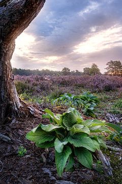 Plant op de heide bij zonsopgang