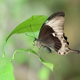 Groengestreepte Zwaluwstaart van Matthias Brix