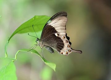 Green-striped Swallowtail by Matthias Brix