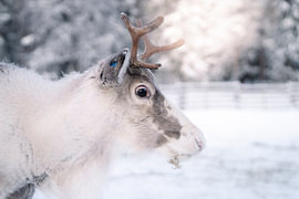 Reindeer in the snow | travel photography print | Lapland Finland by Kimberley Jekel | reisfotografie prints