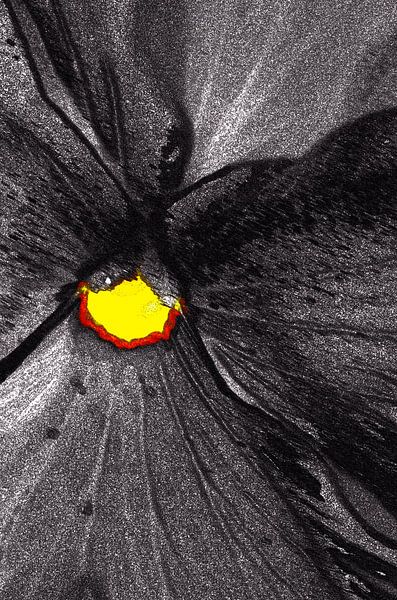 Flower in Black van De Rover