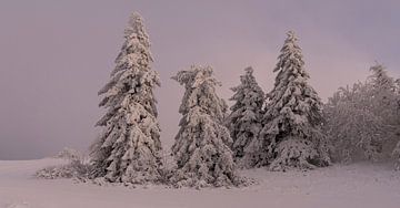 Besneeuwde sparren in magenta avondsfeer van Holger Spieker