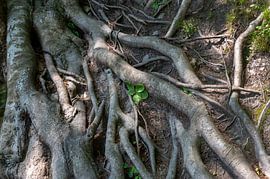 Knorrige Wurzeln von Claudia Evans