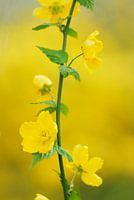 Voorjaar, bloeiende Ranonkelstruik.