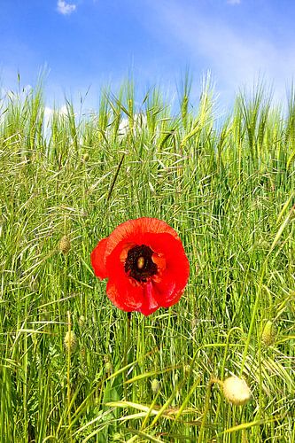 Rot, Blau und sattes Grün
