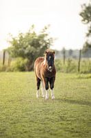 Fluffy shetland pony in a field