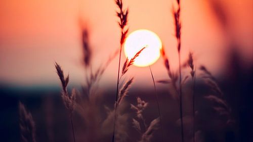 Soleil brillant No 2