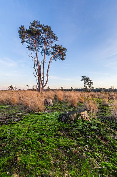 Loonse en Drunense Duinen van Mark Bolijn