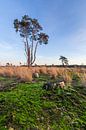 Loonse en Drunense Duinen van Mark Bolijn thumbnail