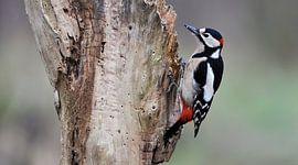 great spotted woodpecker by H. Kiewiet