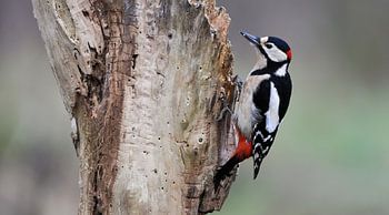 great spotted woodpecker