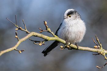 Schattige pluizige staartmees.