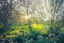 Abendlicher Ruhm....  von Els Fonteine