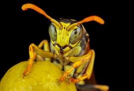 Franse Veldwesp close-up von Amanda Blom