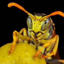 Wasp closeup by Amanda Blom