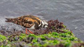 Vogelfotografie - Steenloper... van Bert v.d. Kraats Fotografie