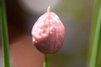 Pink flower