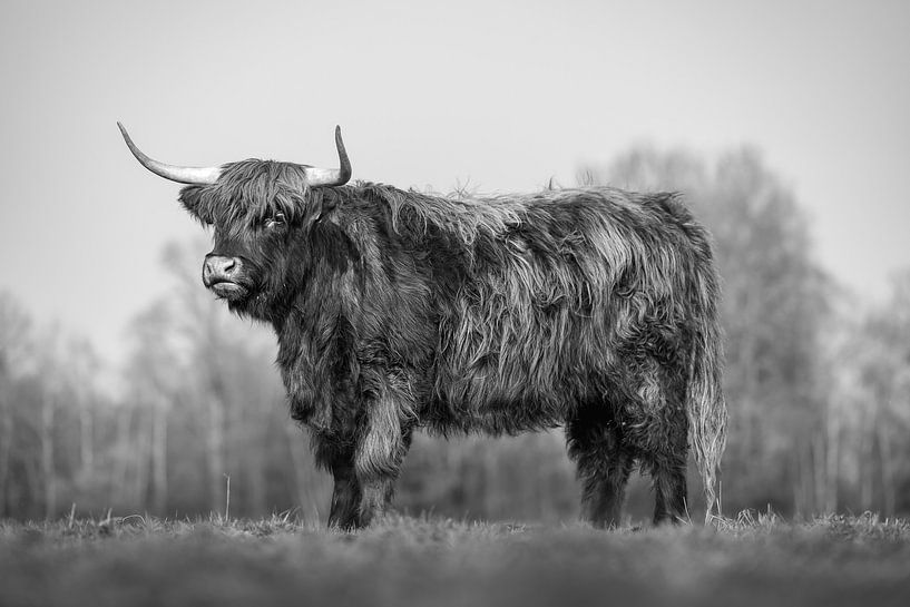Majestätischer schottischer Highlander auf der Herbstweide. Schwarz und weiß von Triki Photography