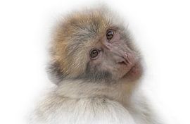 Met je mooie ogen by Ron Meijer Photo-Art