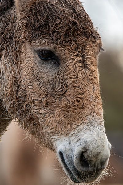 Portrait d'un âne par Jimmy Keetman