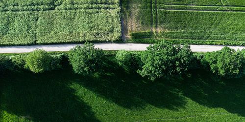 Linien im Sommergrün