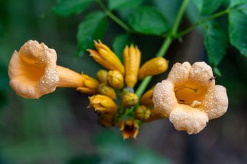 Trompetenpflanze in Blüte von Jolanda de Jong-Jansen