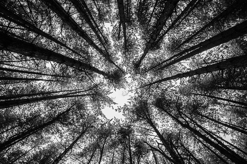 Bomen in de winter by Sebastiaan Bosveld