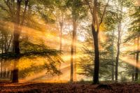Zonnestralen in het Bos (1)