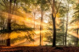 Zonnestralen in het Bos (1) by Martijn Schruijer