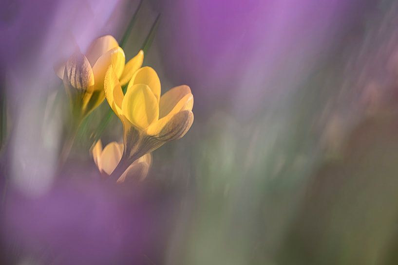 Yellow in Purple by Yvon NL