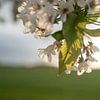 Kersenbloesems in de zonsondergang van Mandy Faulhaber