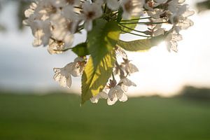 Kirschblüten im Sonnenuntergang