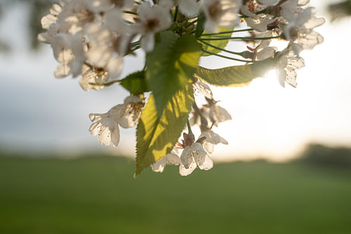Kirschblüten im Sonnenuntergang
