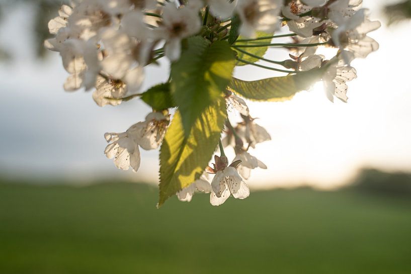 Kersenbloesems in de zonsondergang van Mandy Faulhaber