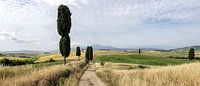Sentier dans le Val d'Orcia en Toscane.
