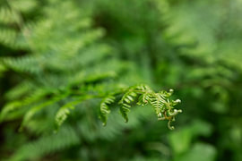 Green Fern by Lizette Warnars