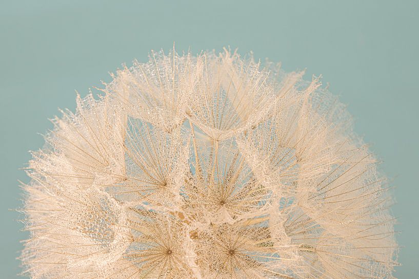 Half a fluff ball by Marjolijn van den Berg