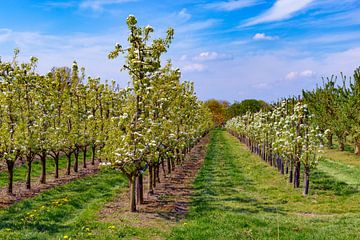 Frühling im Obstgarten mit alten Apfelbäumen auf einer Wiese und Kühen im fernen Hintergrund. von Sjoerd van der Wal Fotografie