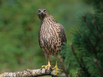 Juveniele havik op de Lemelerberg van Wim van der Meule